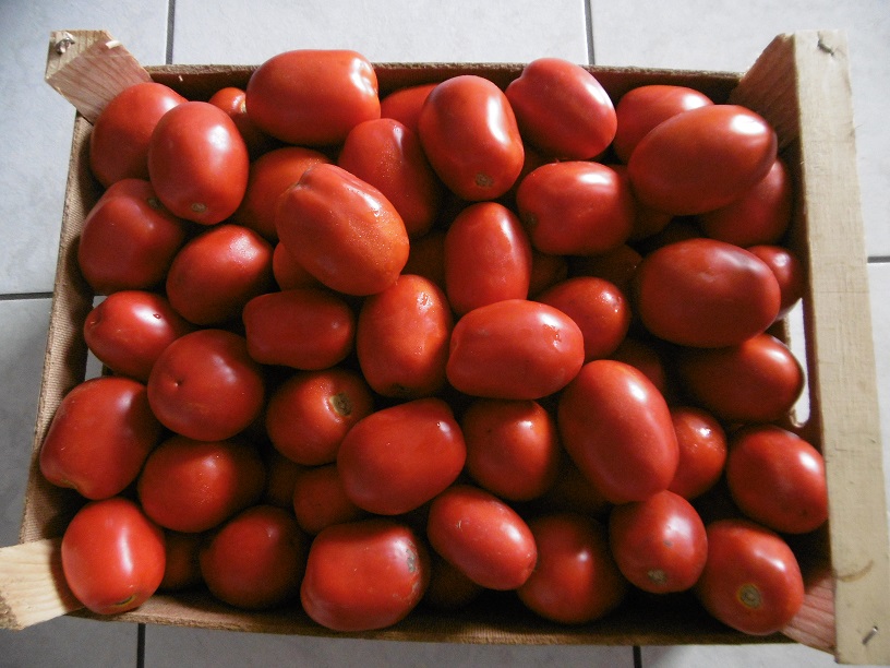重要食材の完熟トマト