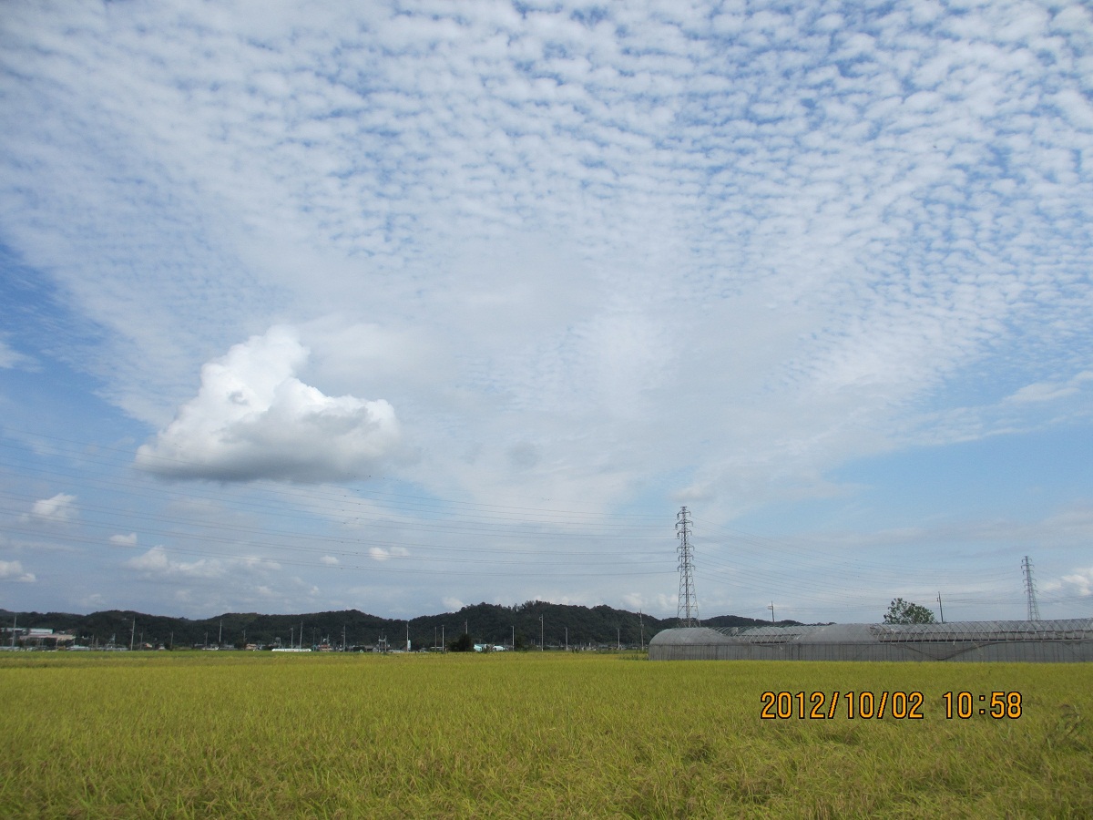 2012.10.2稲穂とイワシ雲