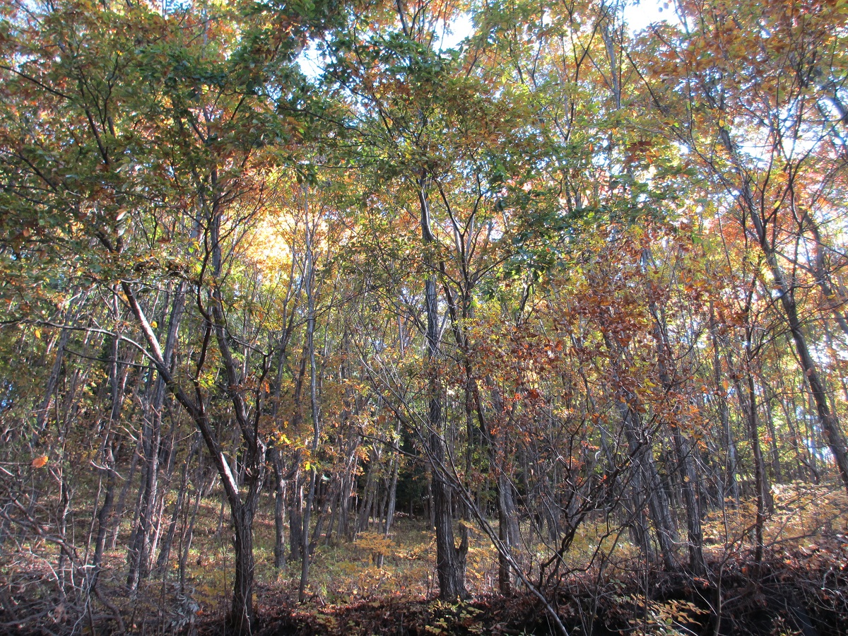 2012.11.14林の風景