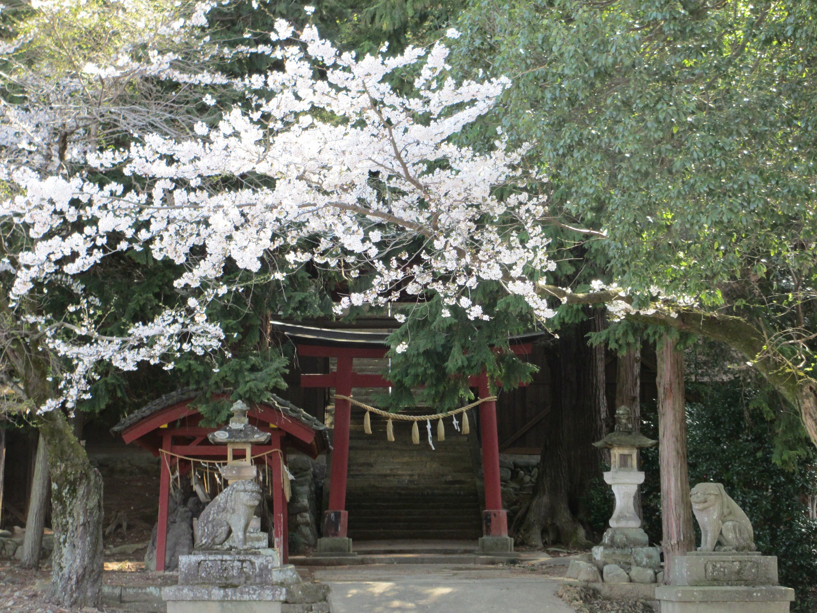 2013.4.4八幡神社