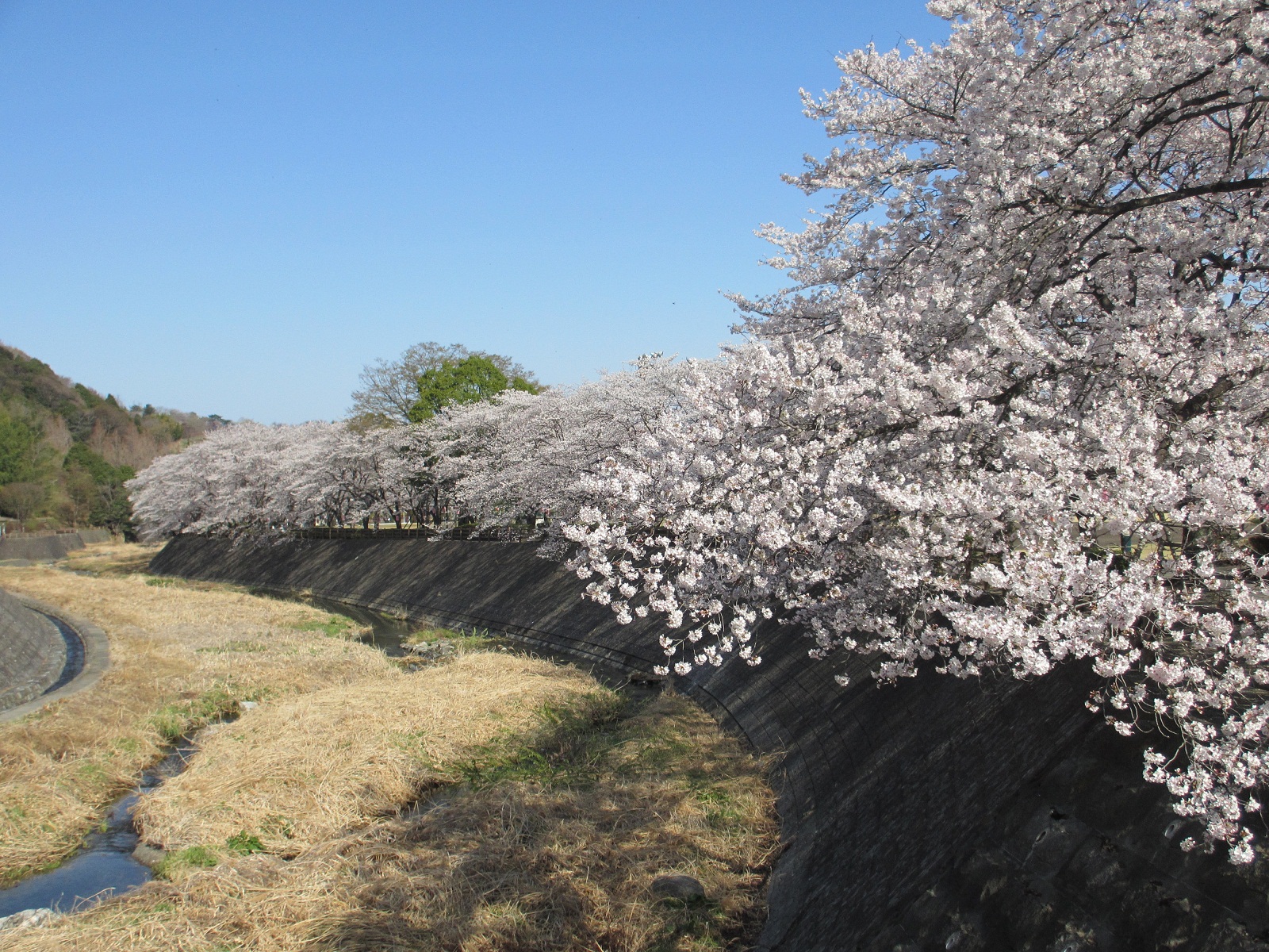 2013.4.4総合公園の桜