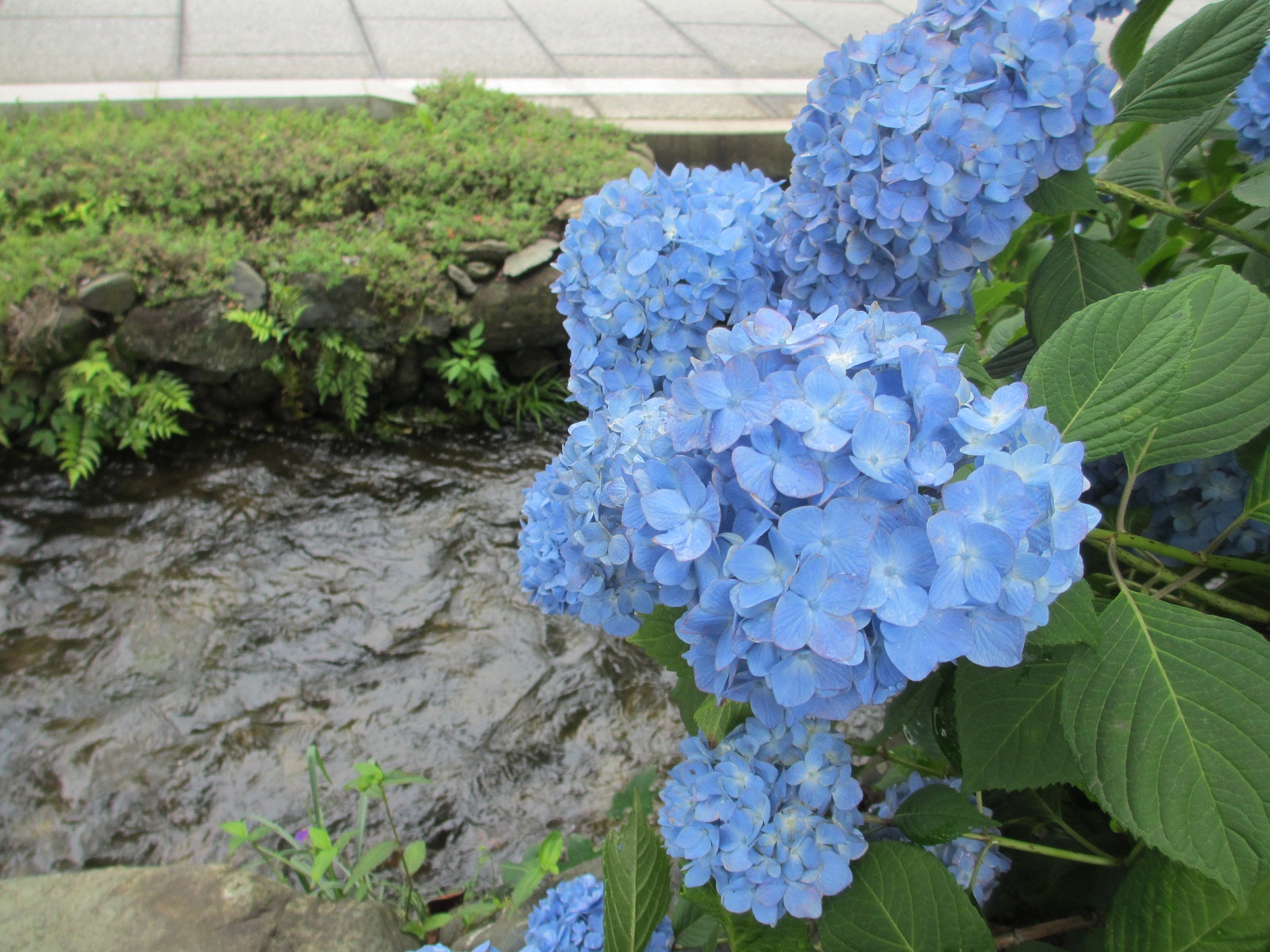 2013.6.19紫陽花３