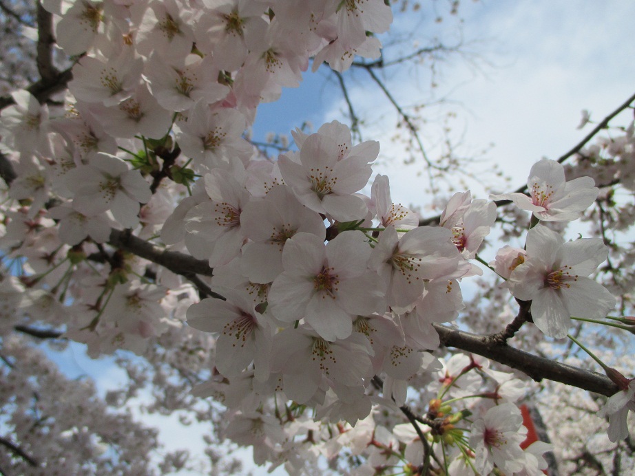 2015.4.3桜