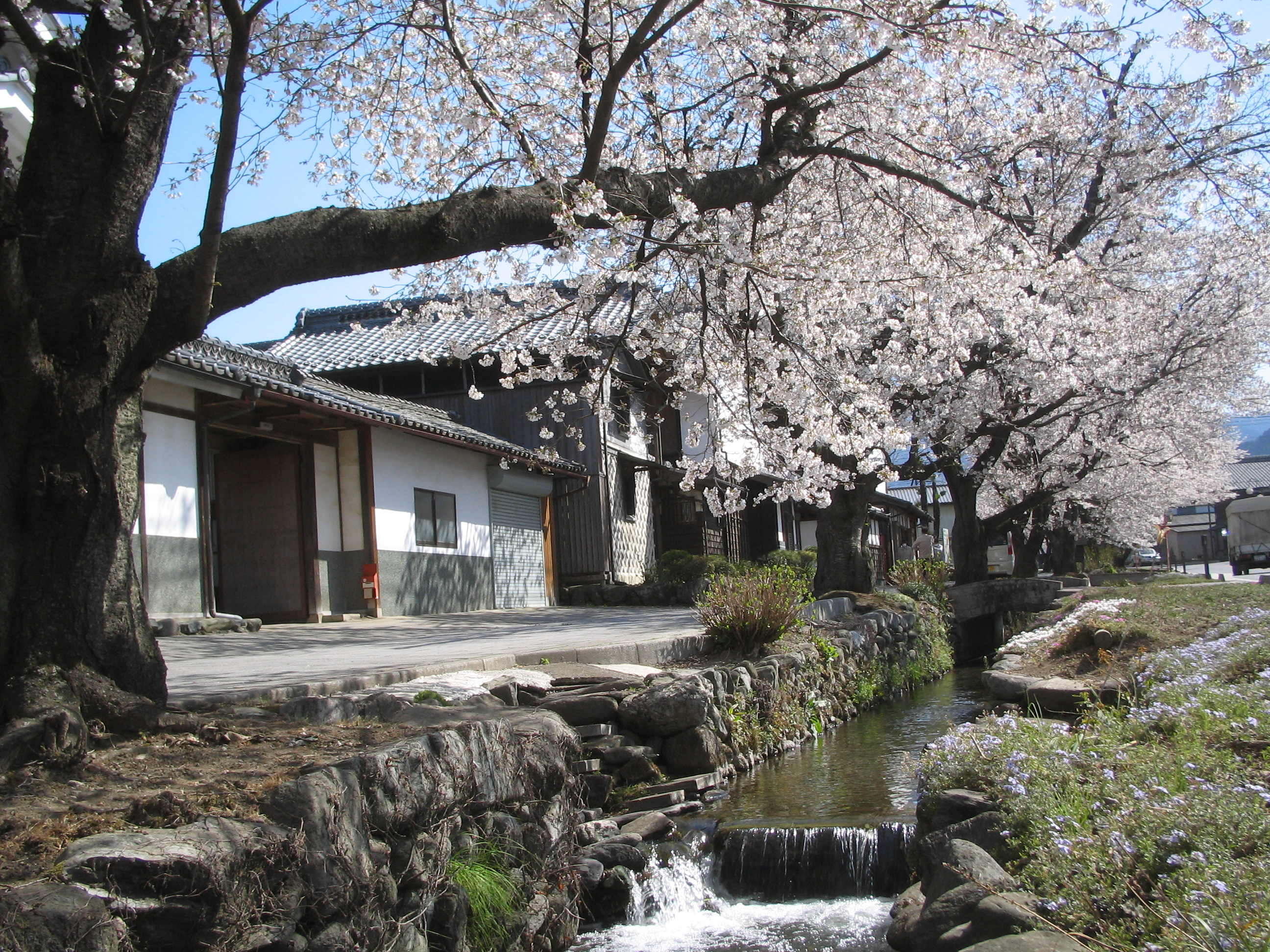 画像：桜並木と雄川堰