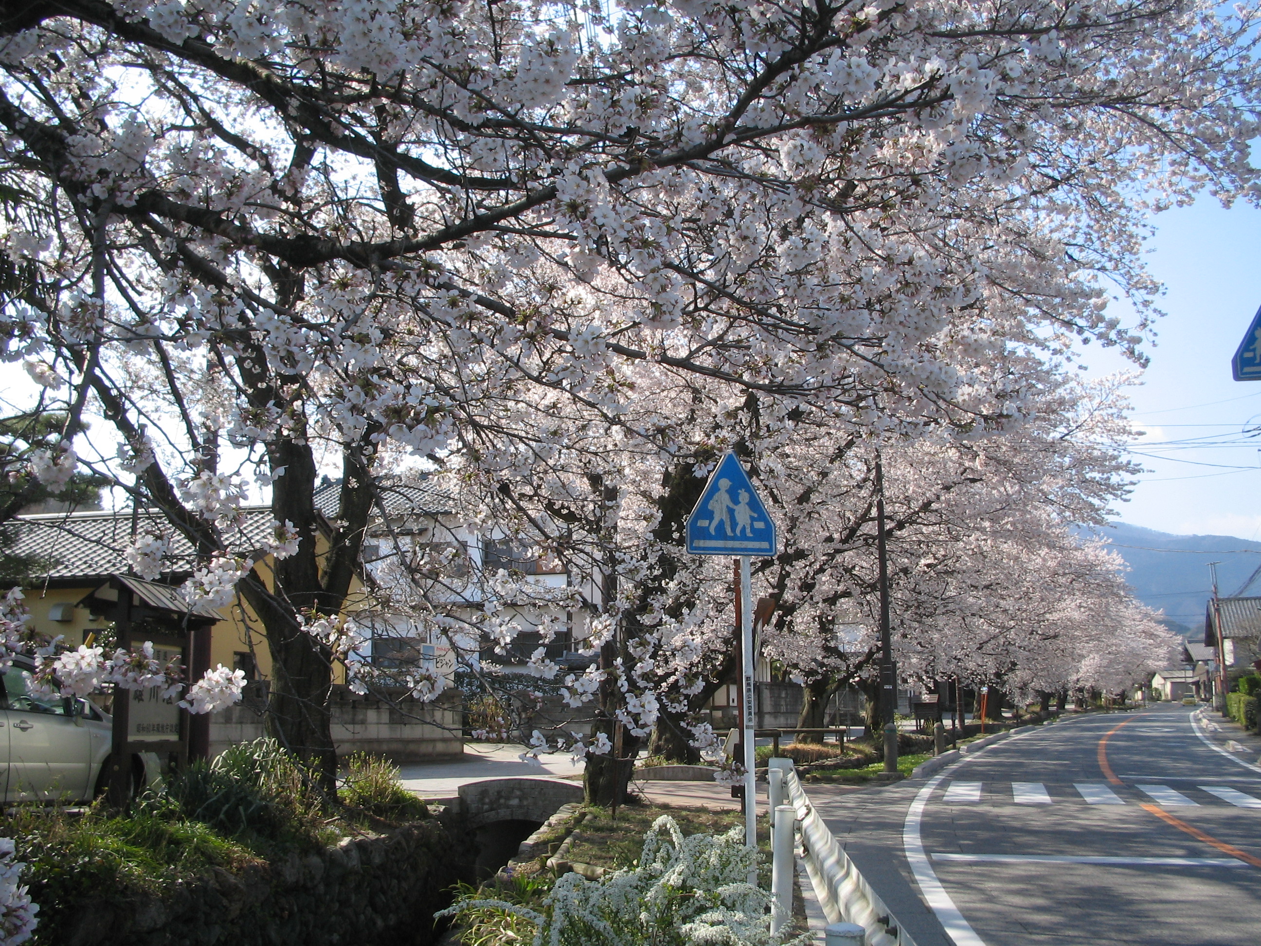 画像：桜並木、北側より