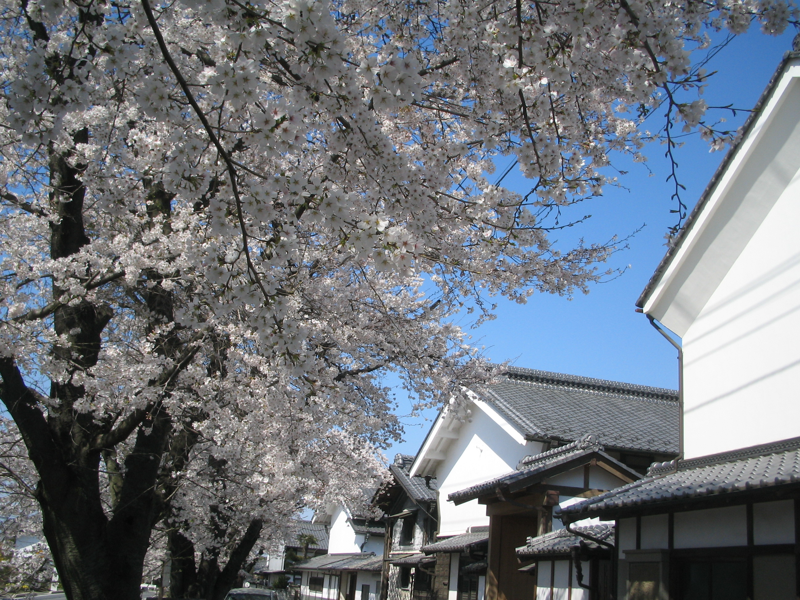 画像：桜並木と城下町の家並み