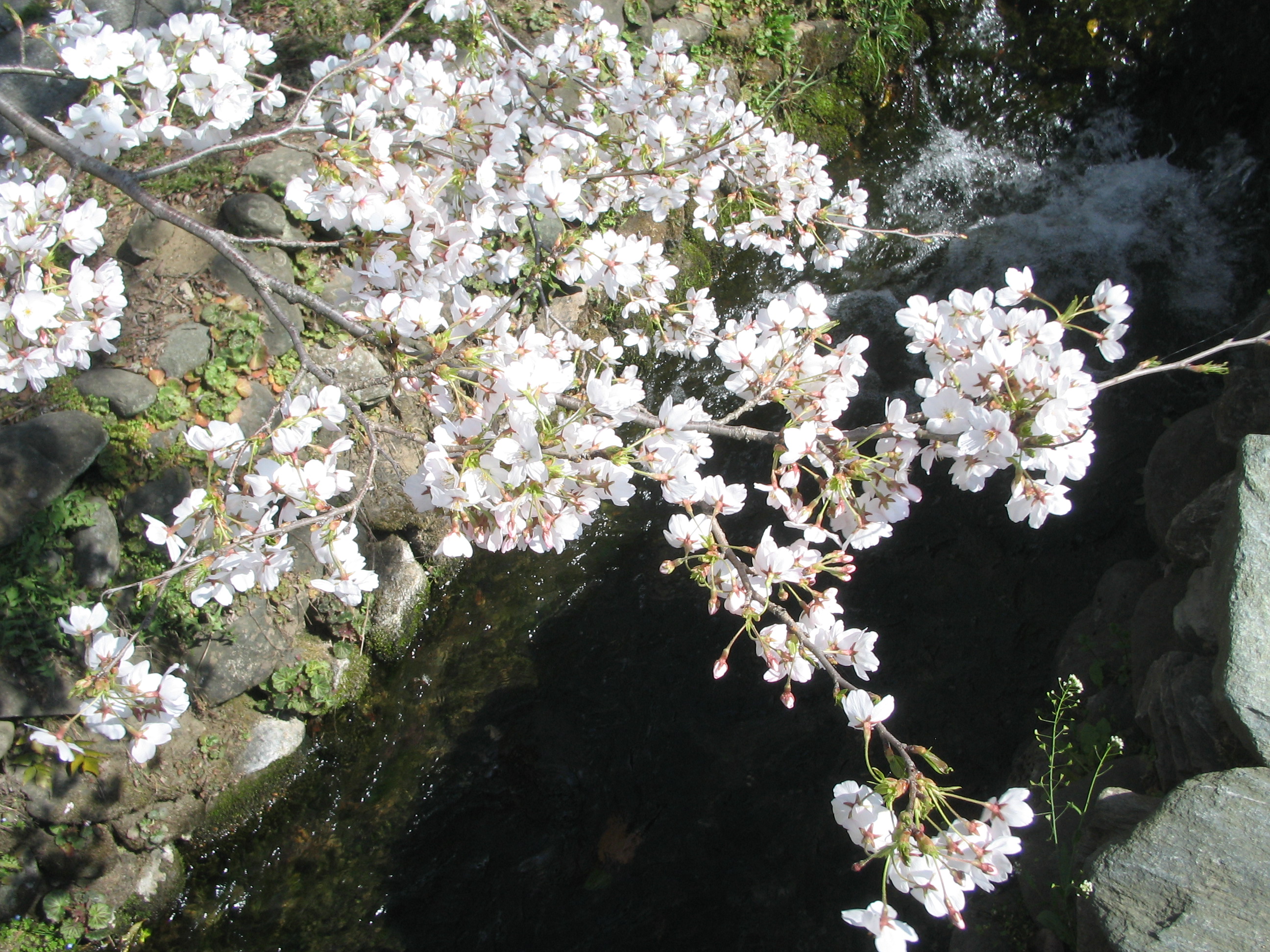画像：名水百選「雄川堰」と桜