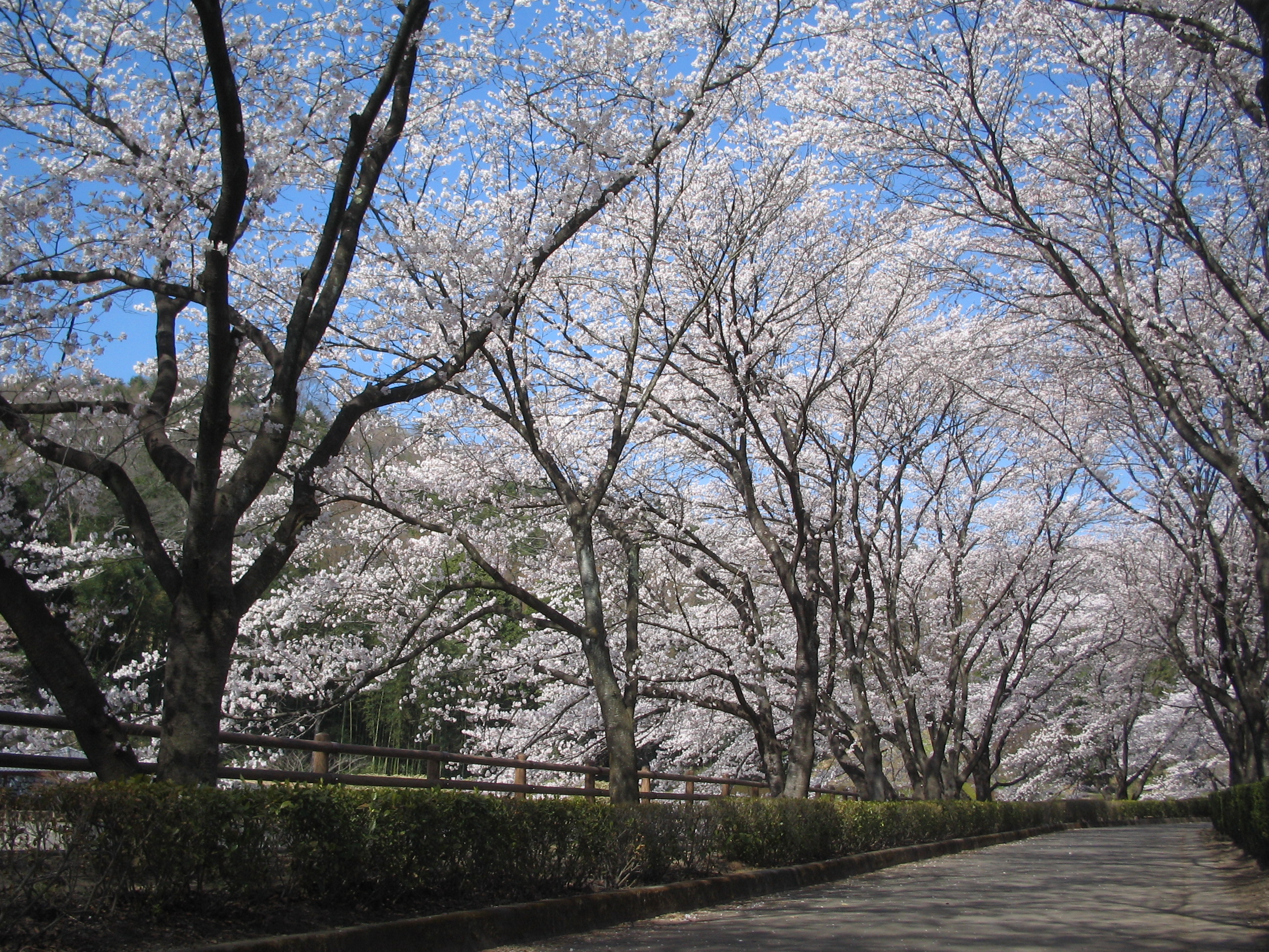 画像：総合公園の桜
