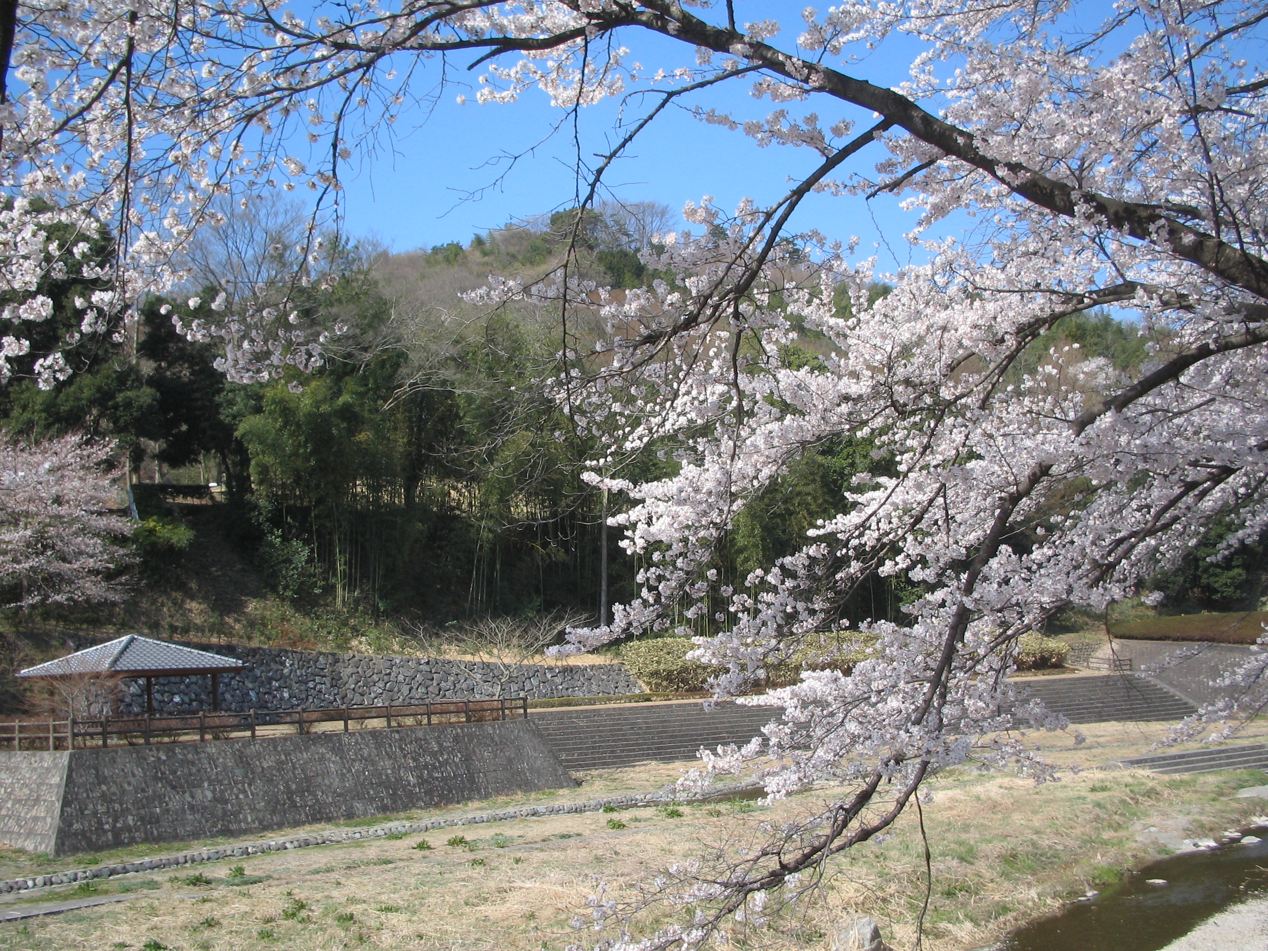 画像：総合公園の桜と雄川